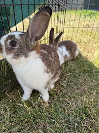 Little Explorers Mobile Petting Zoo