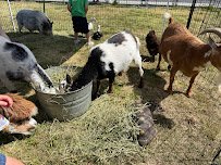 Little Explorers Mobile Petting Zoo photo 2