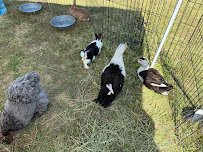 Little Explorers Mobile Petting Zoo photo 4