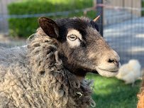 Little Explorers Mobile Petting Zoo photo 6