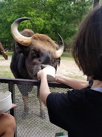 Bayou Wildlife Zoo photo 4