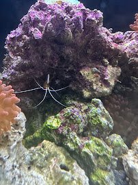 Yo's Aquarium photo 4