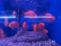 Yo's Aquarium photo 5