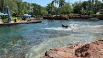 Marine Mammal Keeper Experience photo 3