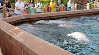 Marine Mammal Keeper Experience photo 4