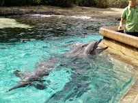 Marine Mammal Keeper Experience photo 6