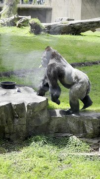 Gorilla Preserve photo 2