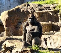 Gorilla Preserve photo 3