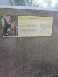 Gorilla Preserve photo 4