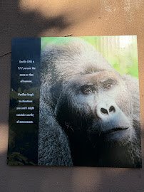 Gorilla Preserve photo 5