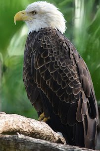 Brevard Zoo photo 6