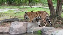 Tiger Mountain at Bronx Zoo photo 2