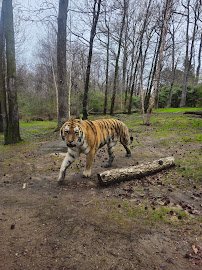 Tiger Mountain at Bronx Zoo photo 3