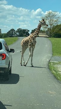 Tiger Mountain at Bronx Zoo photo 4