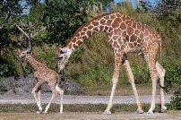 Giraffe Habitat