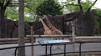 Giraffe Habitat photo 2