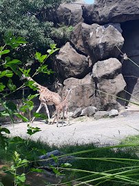 Giraffe Habitat photo 6