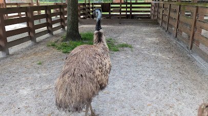River Ranch Petting Farm photo 2