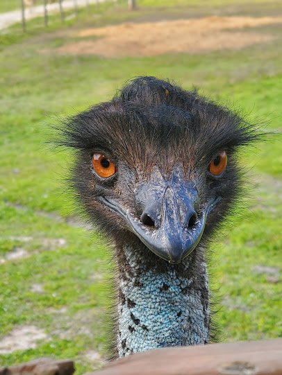 River Ranch Petting Farm photo 3