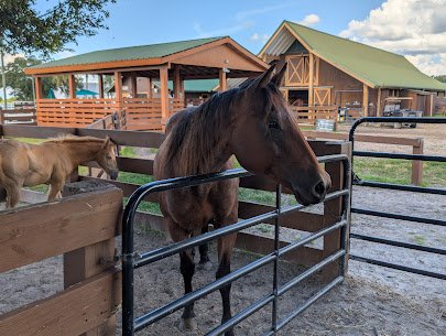 River Ranch Petting Farm photo 5