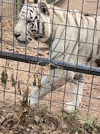 Capital of Texas Zoo photo 3