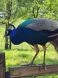 Capital of Texas Zoo photo 4
