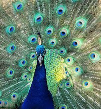 Capital of Texas Zoo photo 5