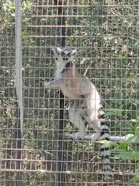 Capital of Texas Zoo photo 6