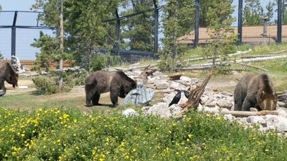 Grizzly & Wolf Discovery Center photo 2