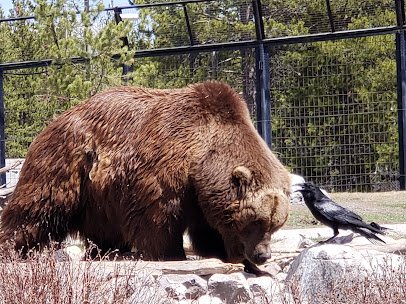 Grizzly & Wolf Discovery Center photo 5