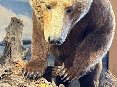Grizzly & Wolf Discovery Center photo 6
