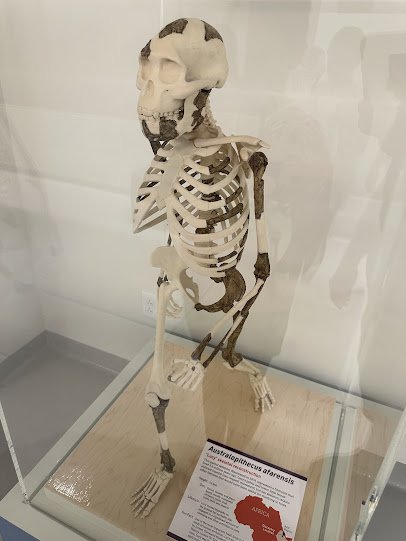 Cleveland Museum of Natural History photo 4