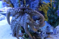 Blue Zoo Aquarium Spokane