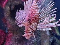 Blue Zoo Aquarium Spokane photo 5