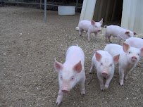 Animal Farm Petting Zoo