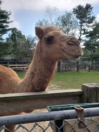 Animal Farm Petting Zoo photo 4
