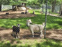 Animal Farm Petting Zoo photo 6