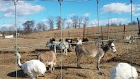 Cape Safari Park photo 2