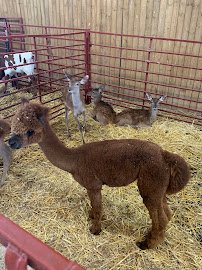 Cape Safari Park photo 3
