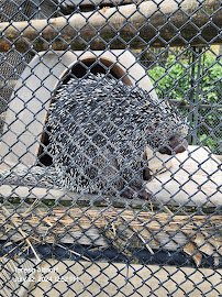 Cape Safari Park photo 4