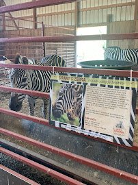 Cape Safari Park photo 5