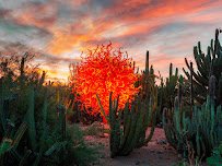 Desert Botanical Garden photo 4