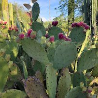 Desert Botanical Garden photo 5