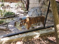 Central Coast Zoo (formerly Charles Paddock Zoo) photo 3