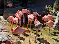 Central Coast Zoo (formerly Charles Paddock Zoo) photo 6