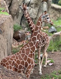 Omaha's Henry Doorly Zoo and Aquarium photo 3