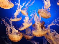 Omaha's Henry Doorly Zoo and Aquarium photo 4