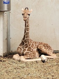 Omaha's Henry Doorly Zoo and Aquarium photo 5