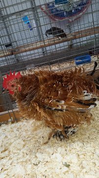 Petting Zoo photo 2