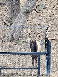 Redwood Falls Zoo photo 2